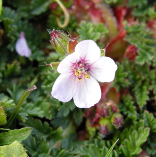 Erodium acaule  / Becco di gr a rosetta